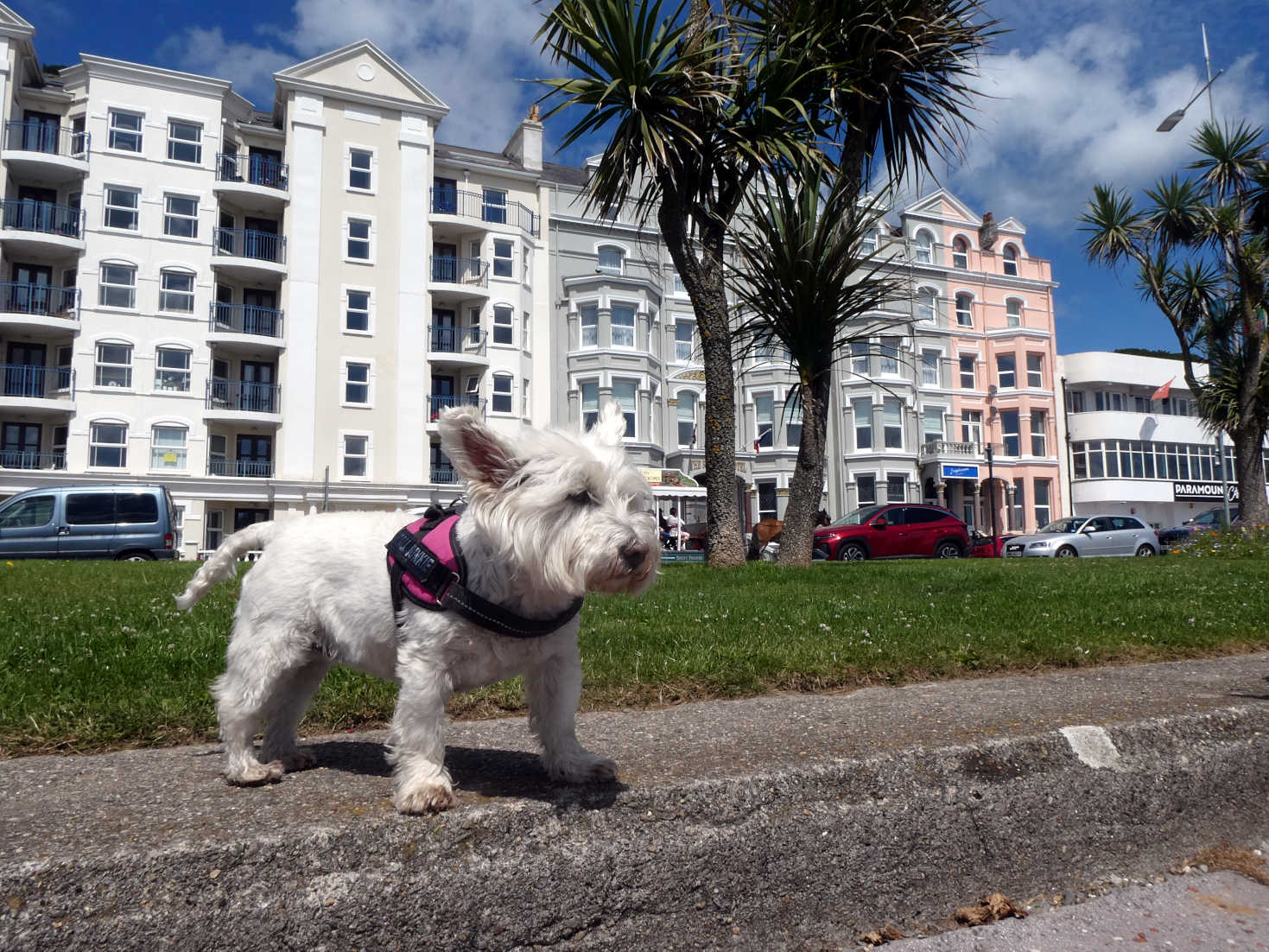 poppy the westie on the prom at Douglas