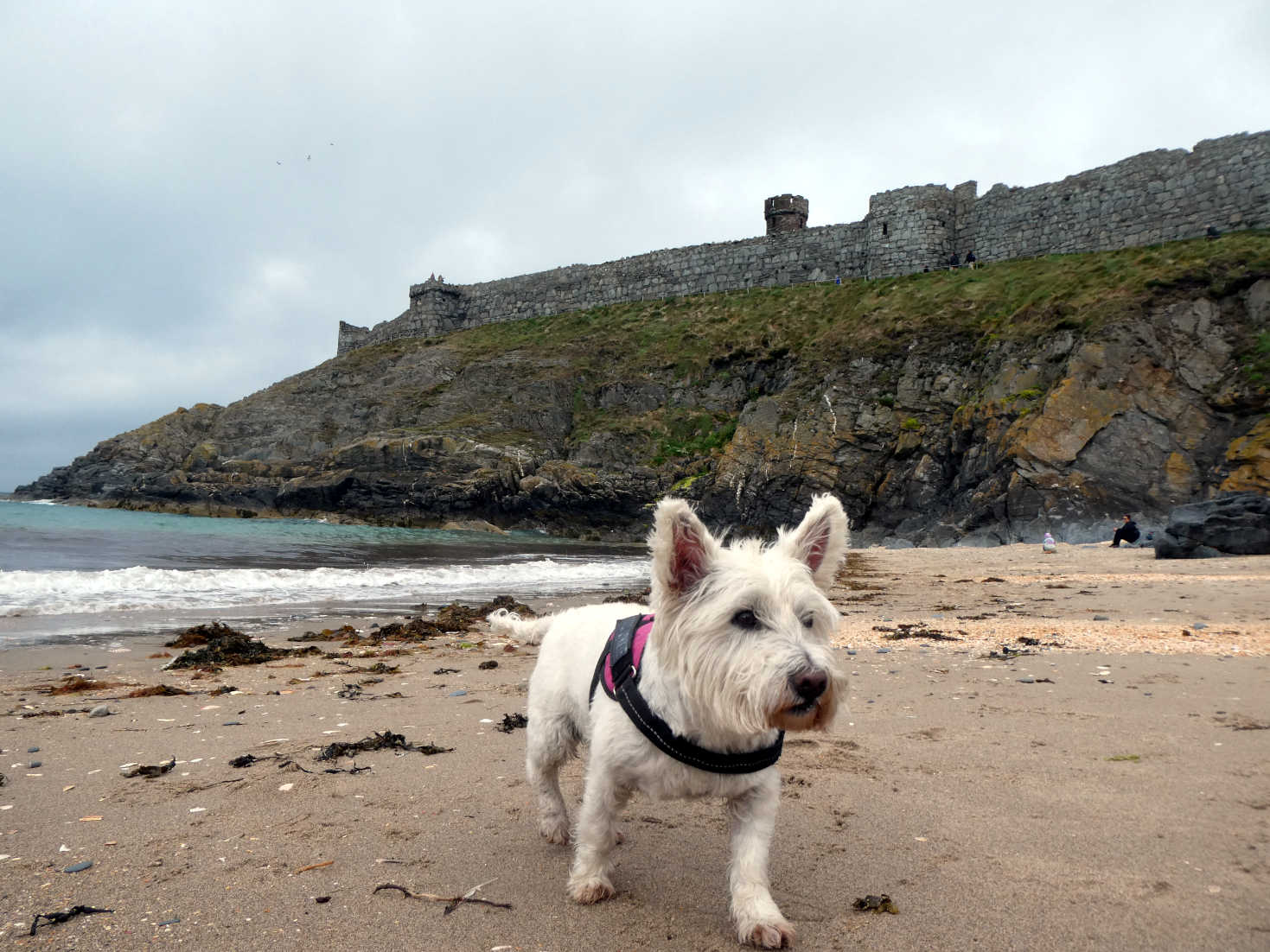 poppy the westie on the sand at Peel poppy the westie on the sand at Peel
