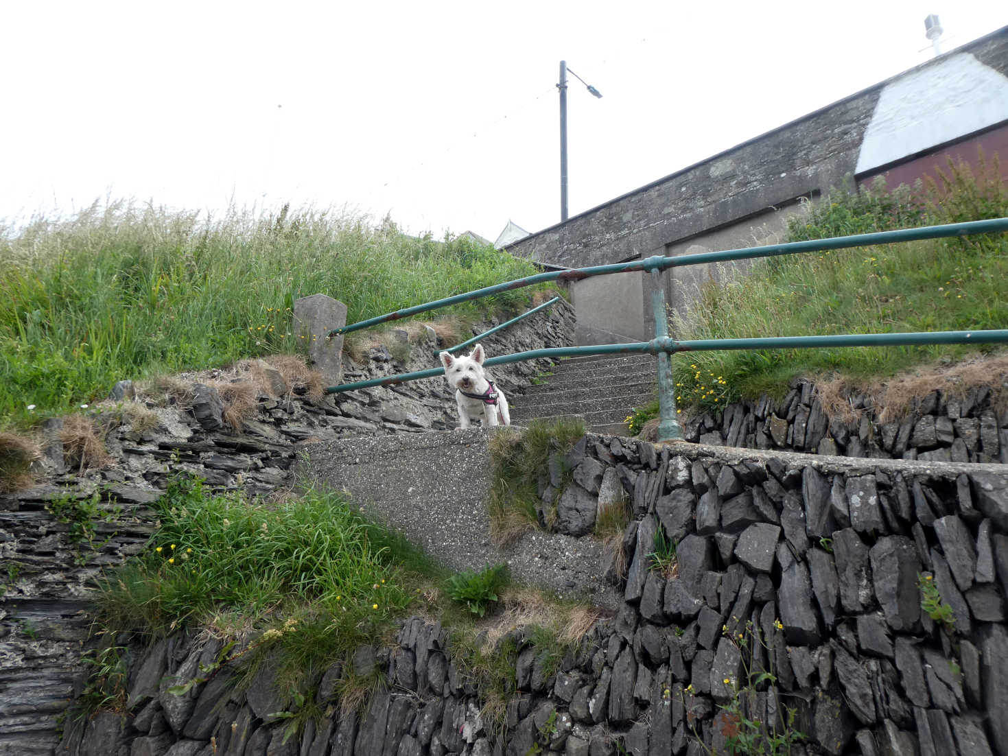 poppy the westie on the steps at port erin