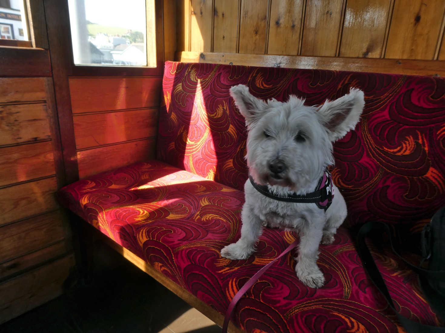 poppy the westie on the train to Douglas