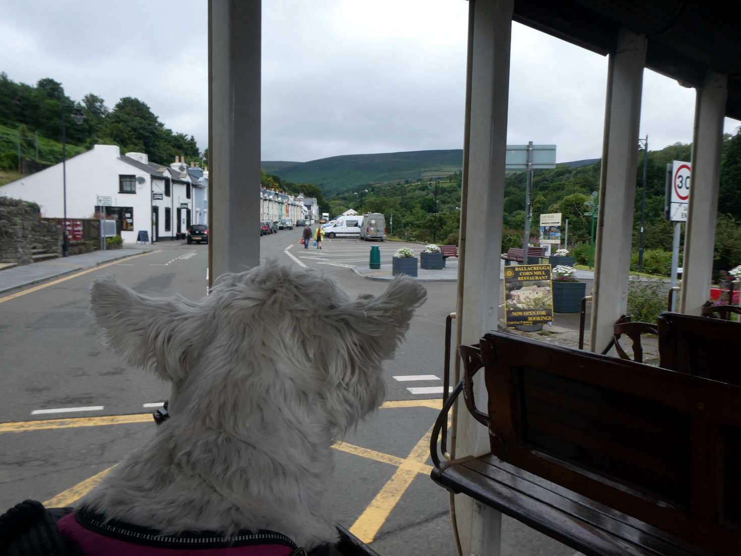 poppy the westie on the tram