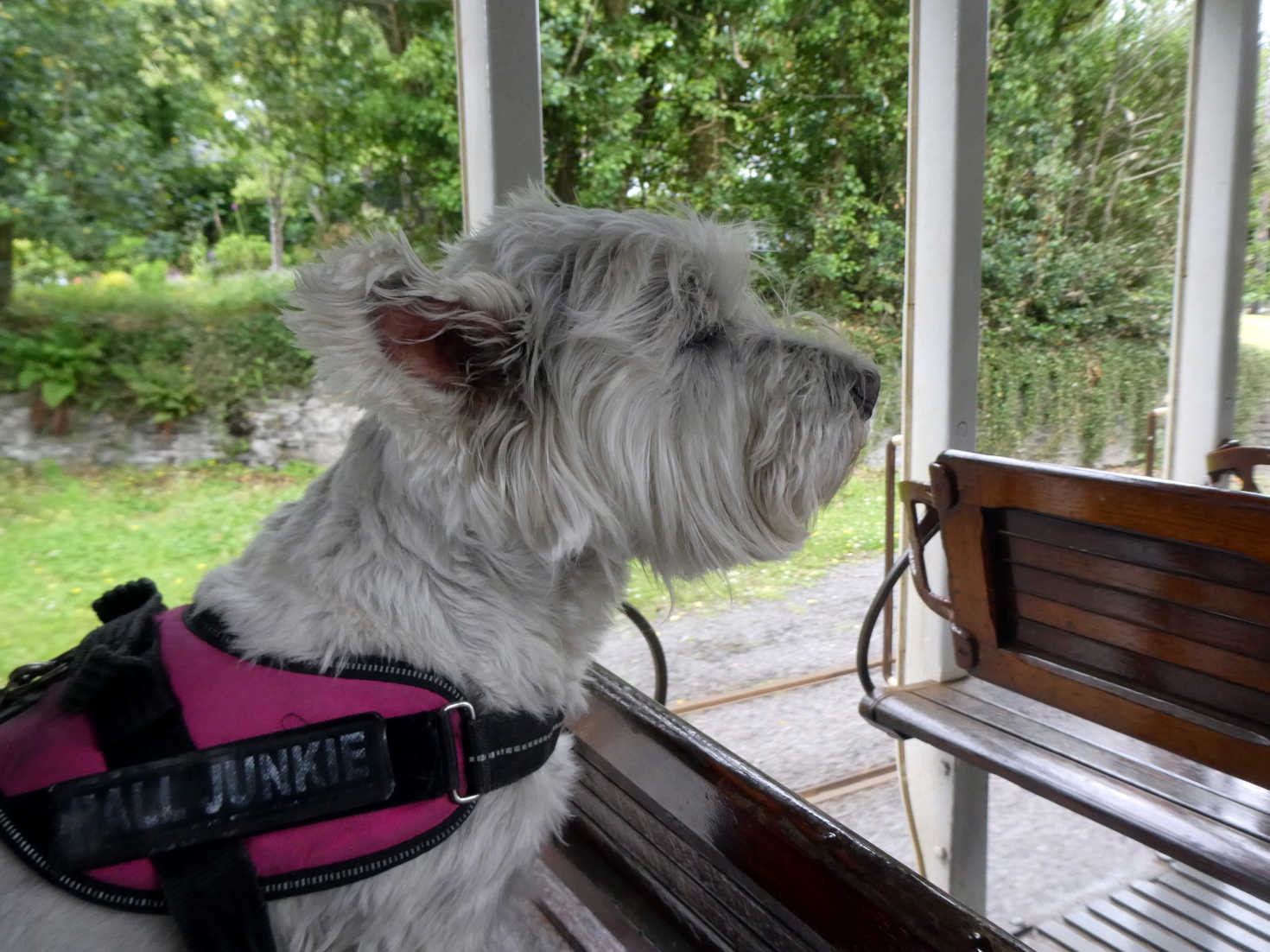 poppy the westie on tram to Ramsey