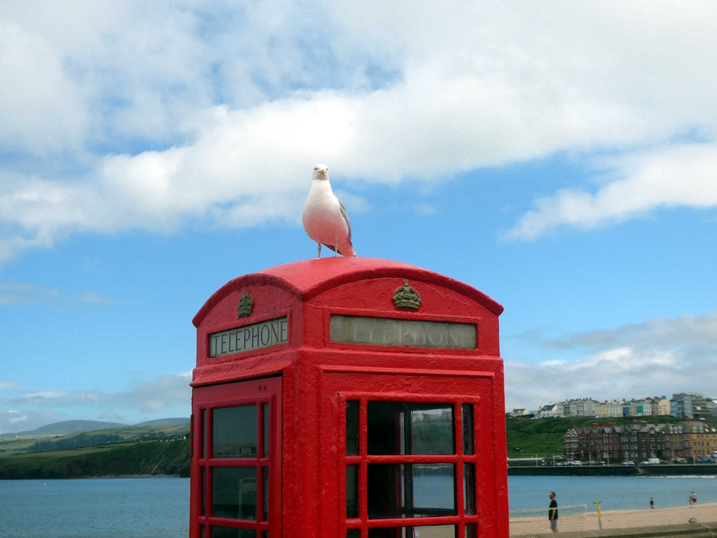 seagull in Peel