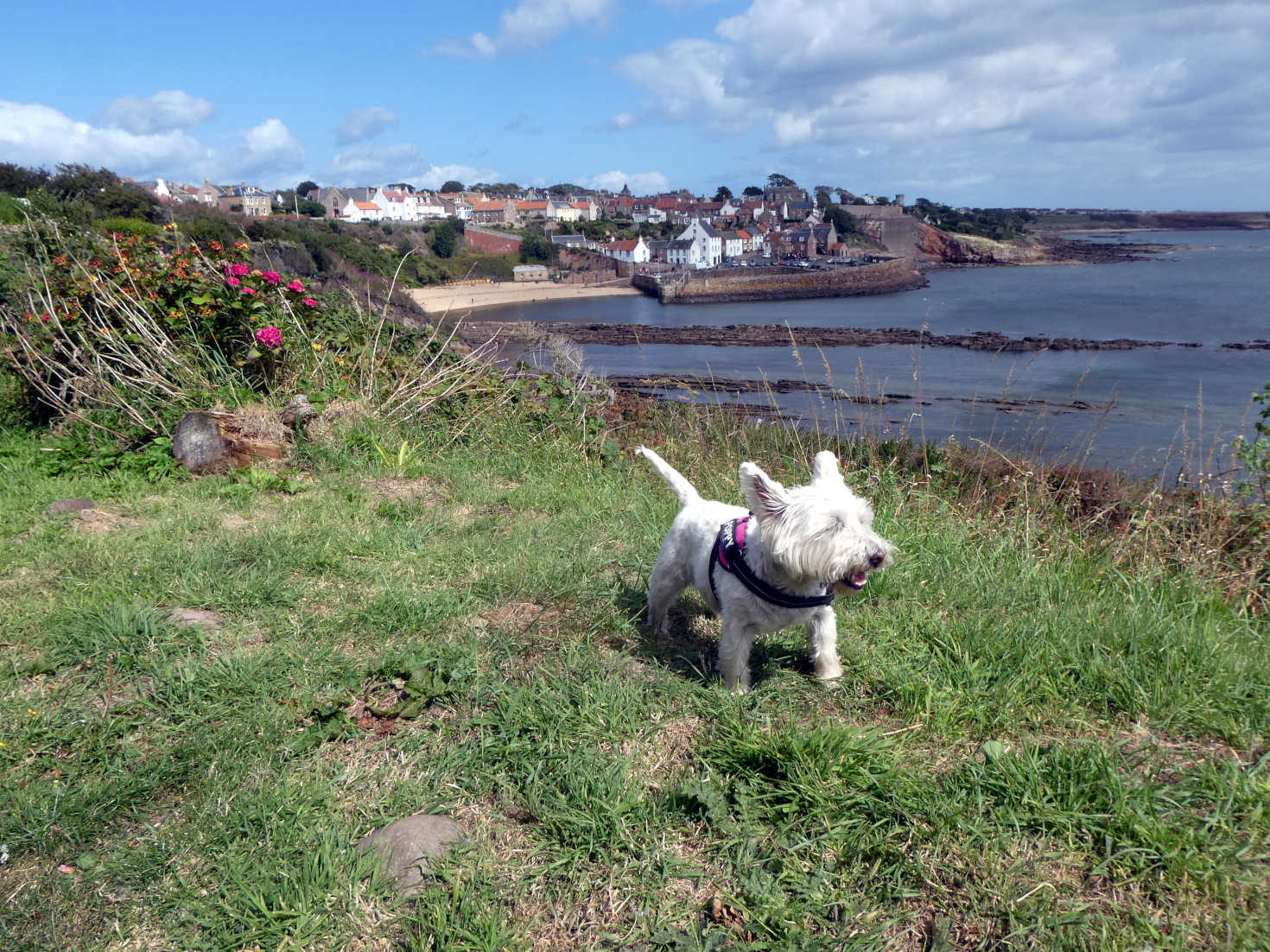 poppy the westie above Crail poppy the westie above Crail
