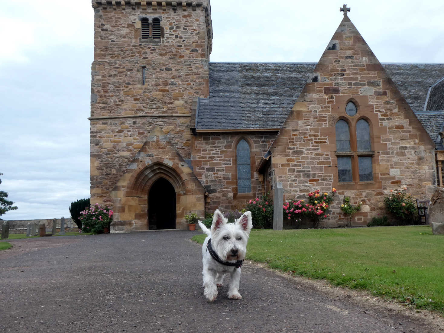 poppy the westie at aberlady church poppy the westie at aberlady church