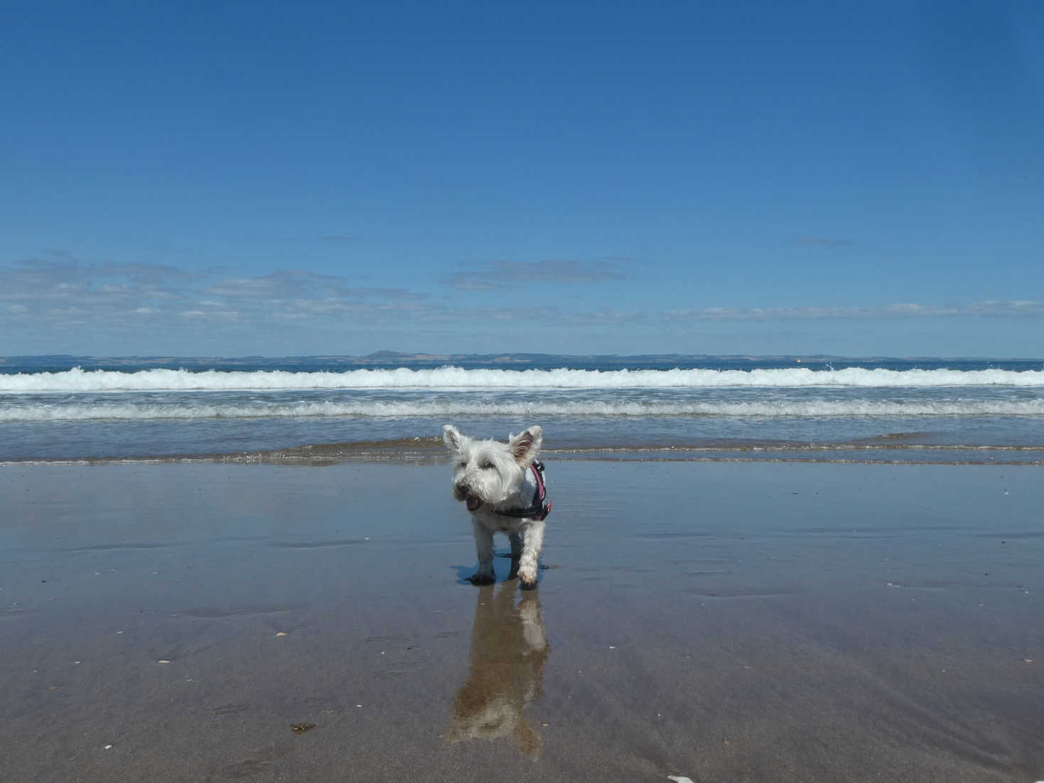poppy the westie at gullane beach poppy the westie at gullane beach
