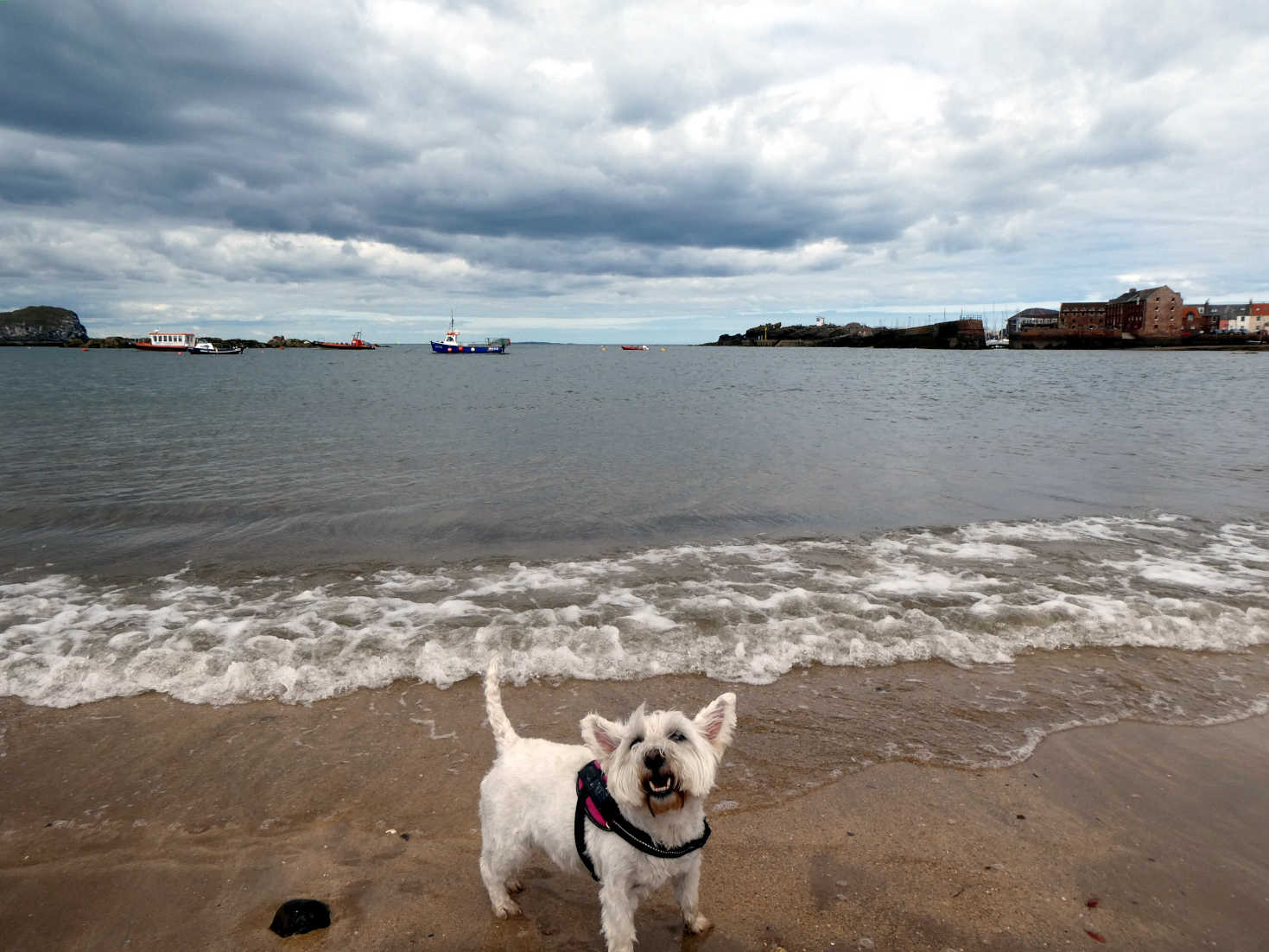 poppy the westie can I go in dad poppy the westie can I go in dad