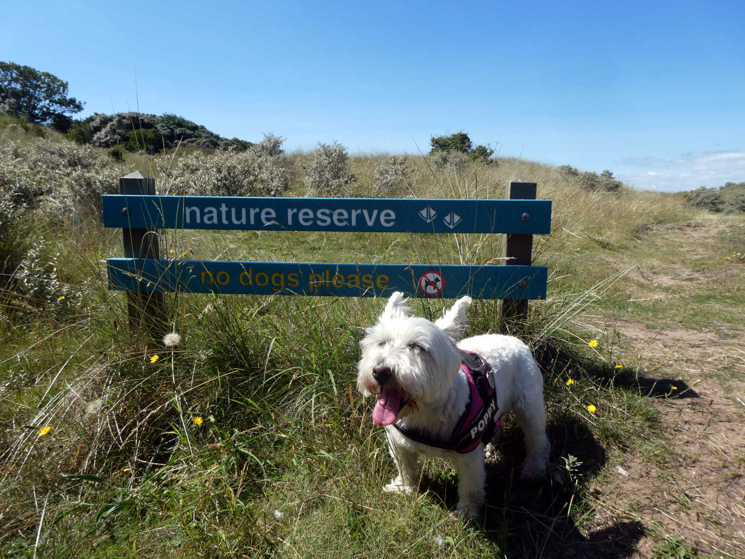 poppy the westie cant read poppy the westie cant read