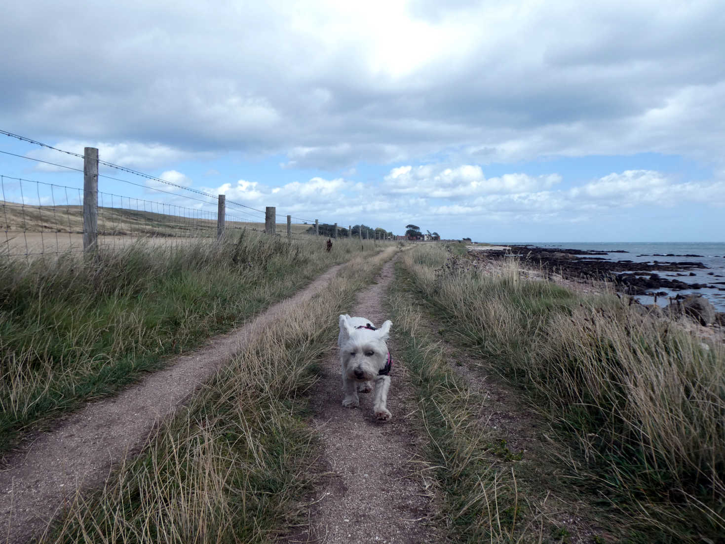poppy the westie comes into cellardyke poppy the westie comes into cellardyke