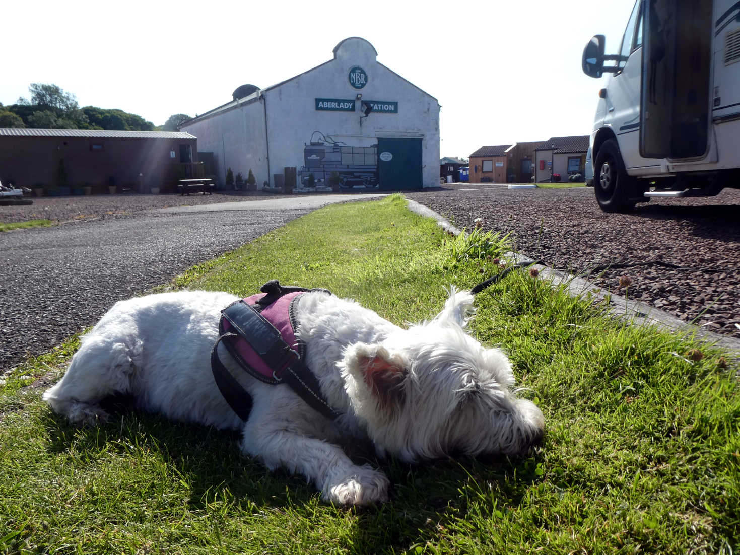 poppy the westie crashed out at aberlady