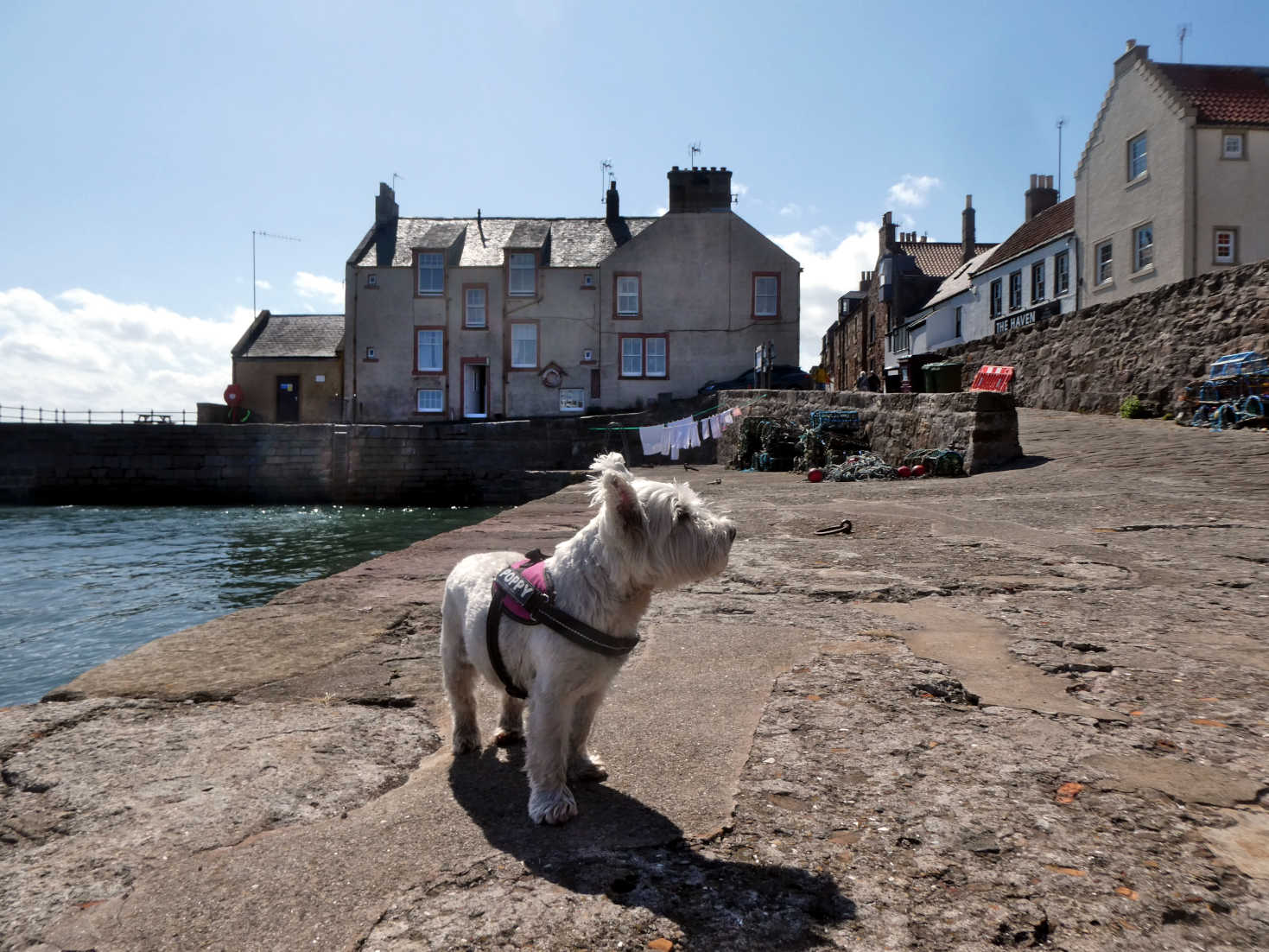 poppy the westie explores cellardyke