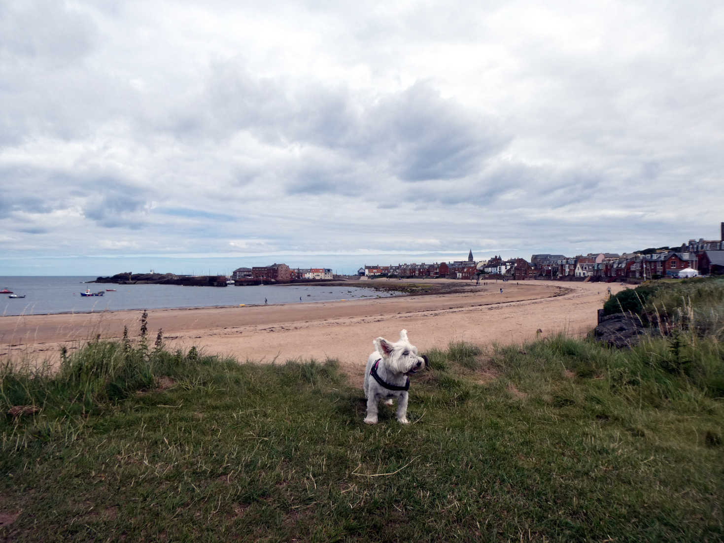 poppy the westie found the beach at north berwick poppy the westie found the beach at north berwick