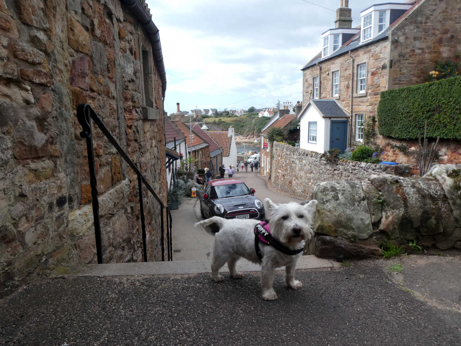 poppy the westie goes down to Crail poppy the westie goes down to Crail