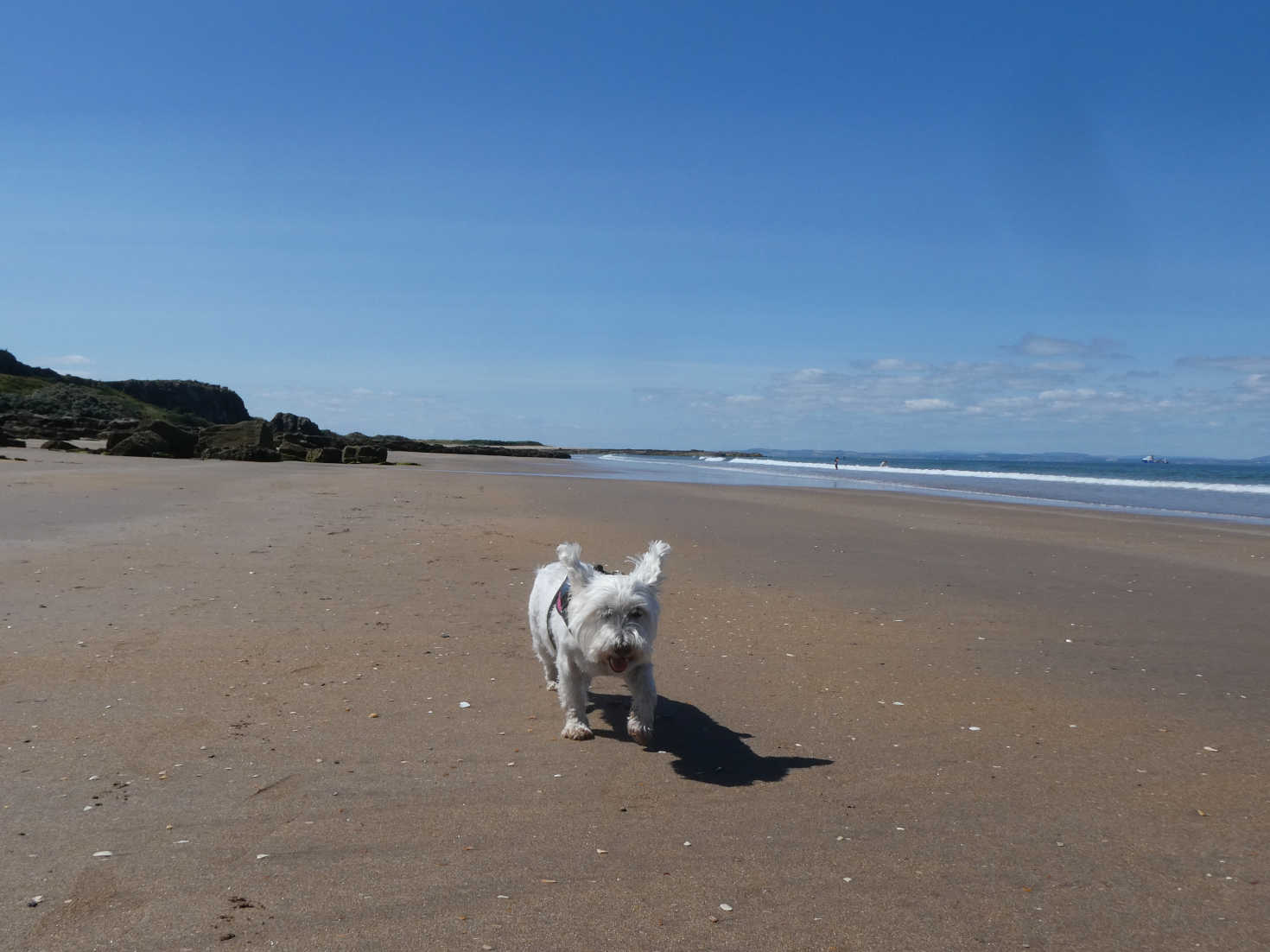 poppy the westie going to Gullane