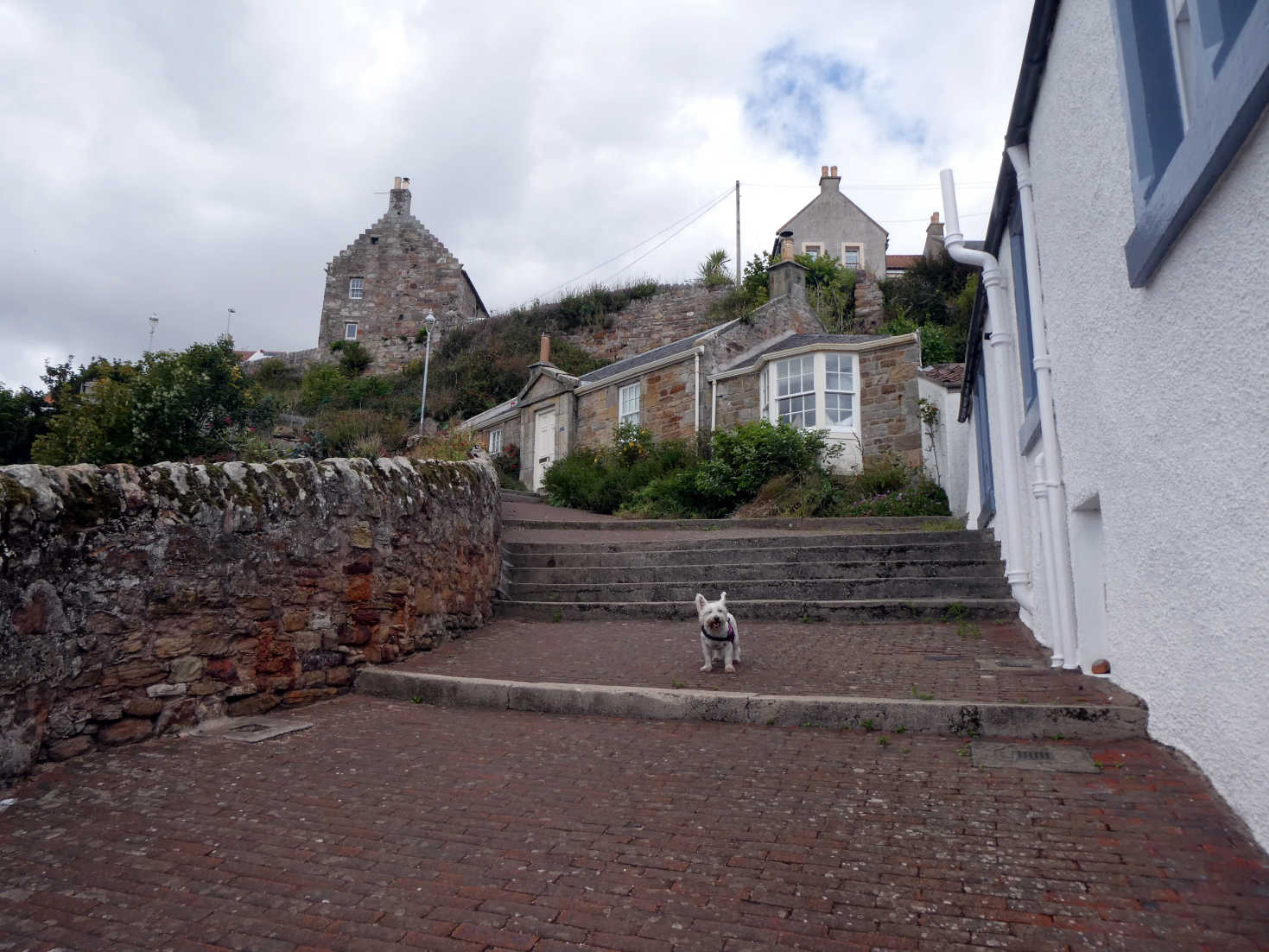 poppy the westie heads out of Crail poppy the westie heads out of Crail