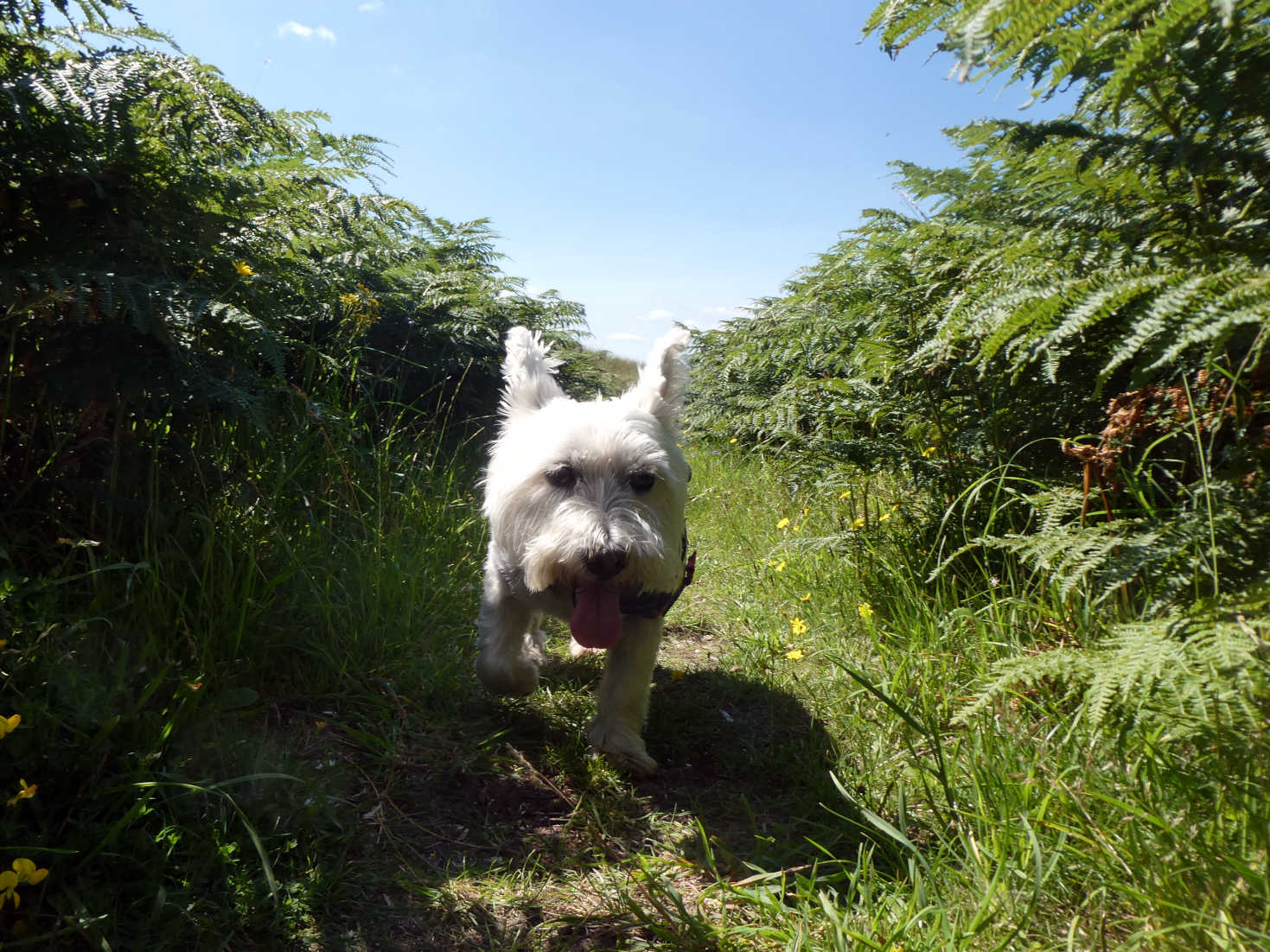 poppy the westie in the jungle poppy the westie in the jungle