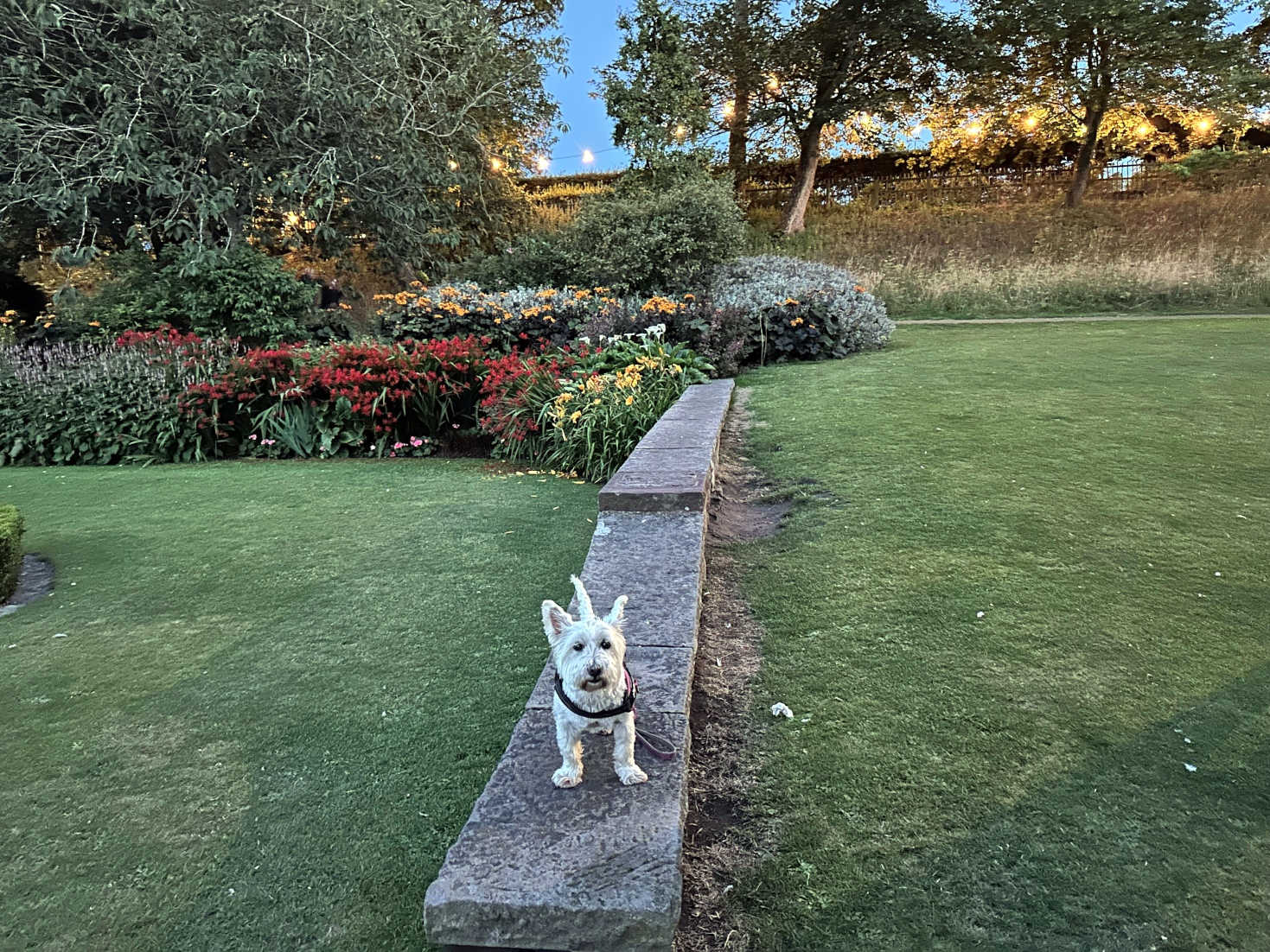 poppy the westie leaves fringe by the sea