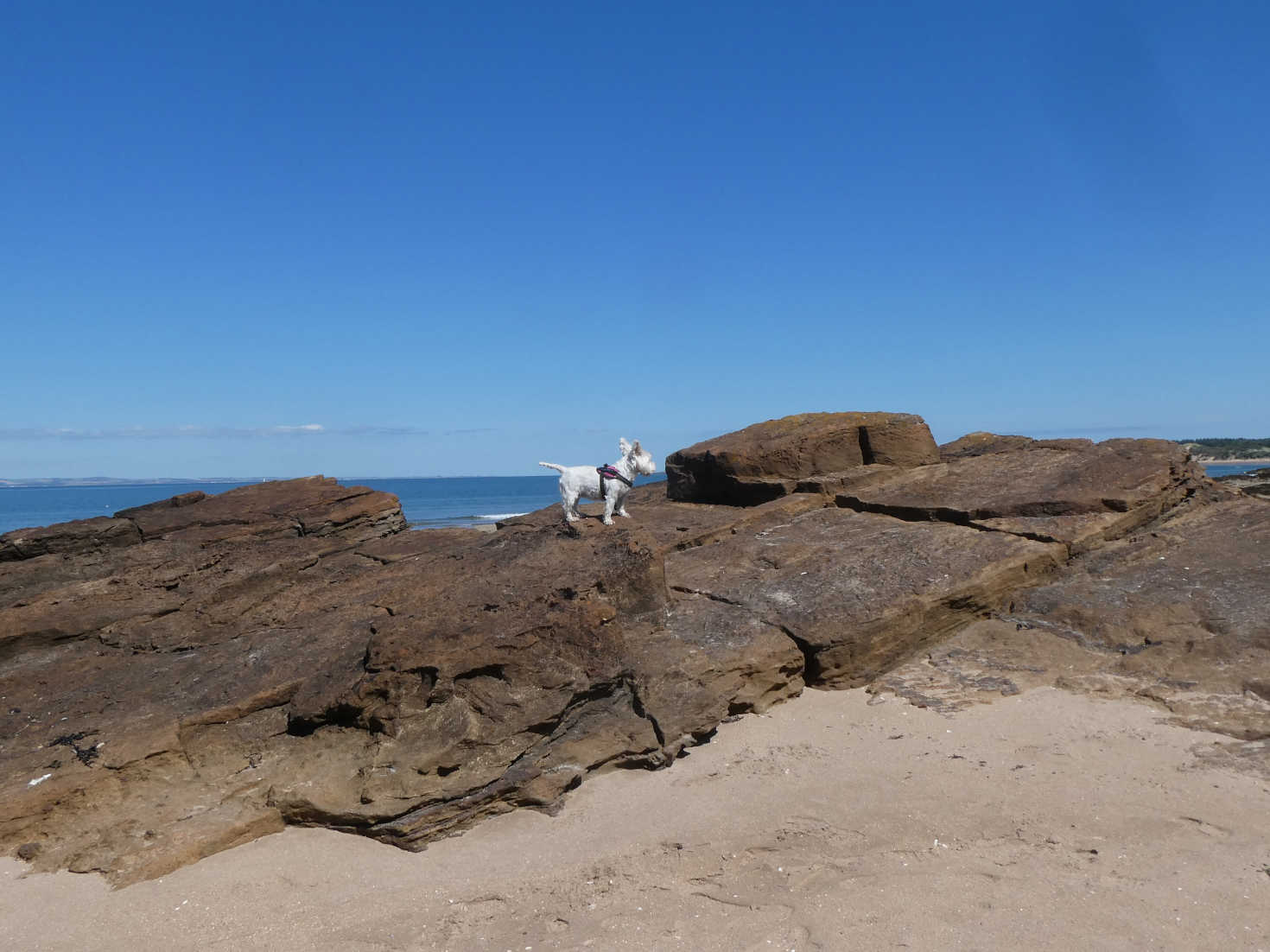 poppy the westie rock climbing at gullane poppy the westie rock climbing at gullane