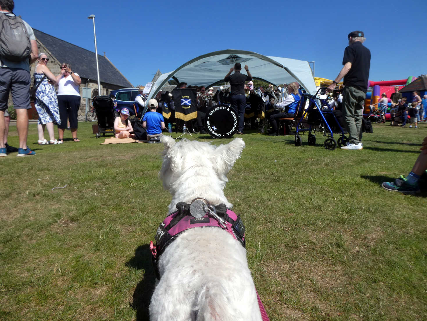 poppy the westie takes in a band