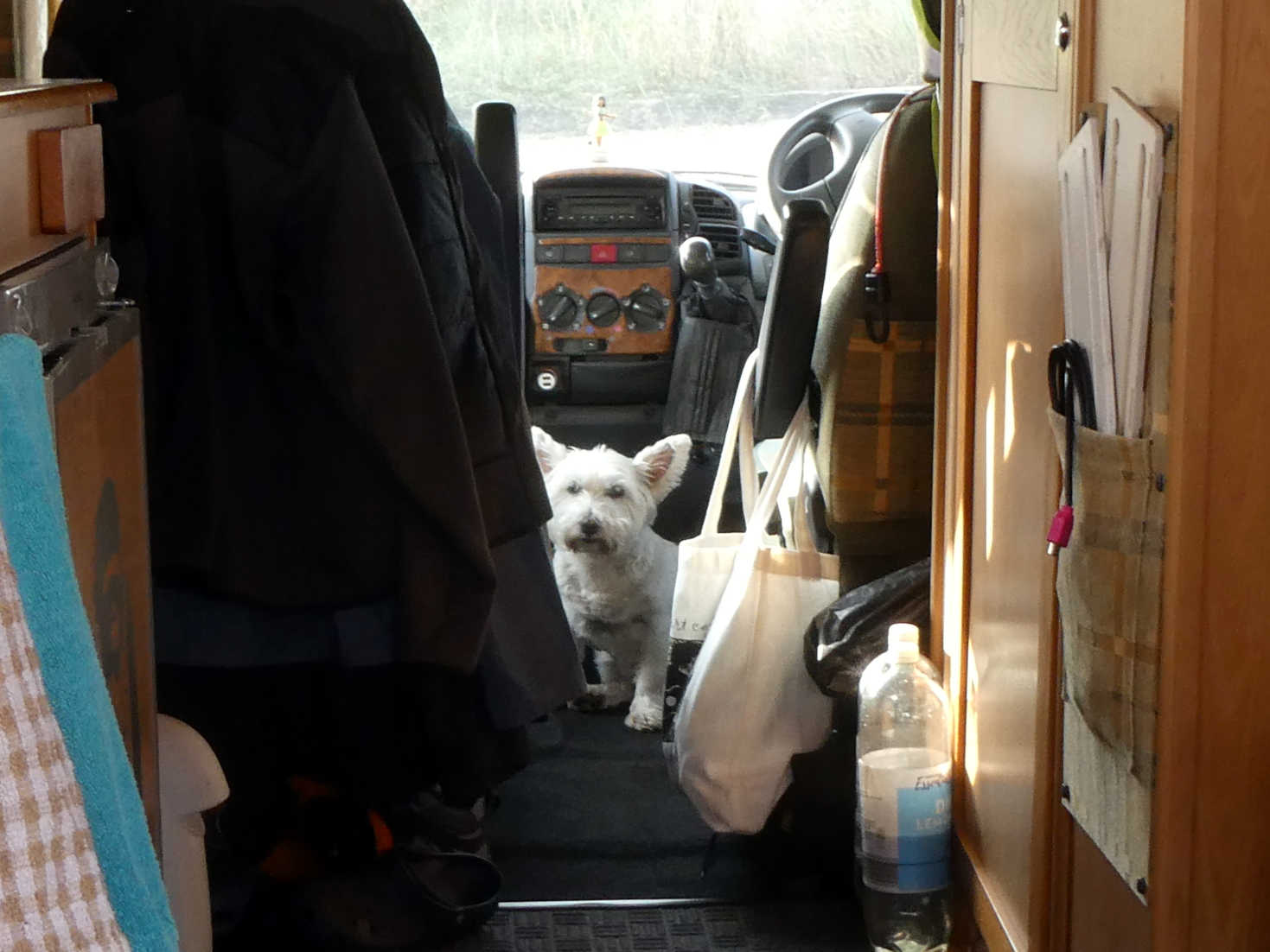 poppy the westie up front in Betsy poppy the westie up front in Betsy