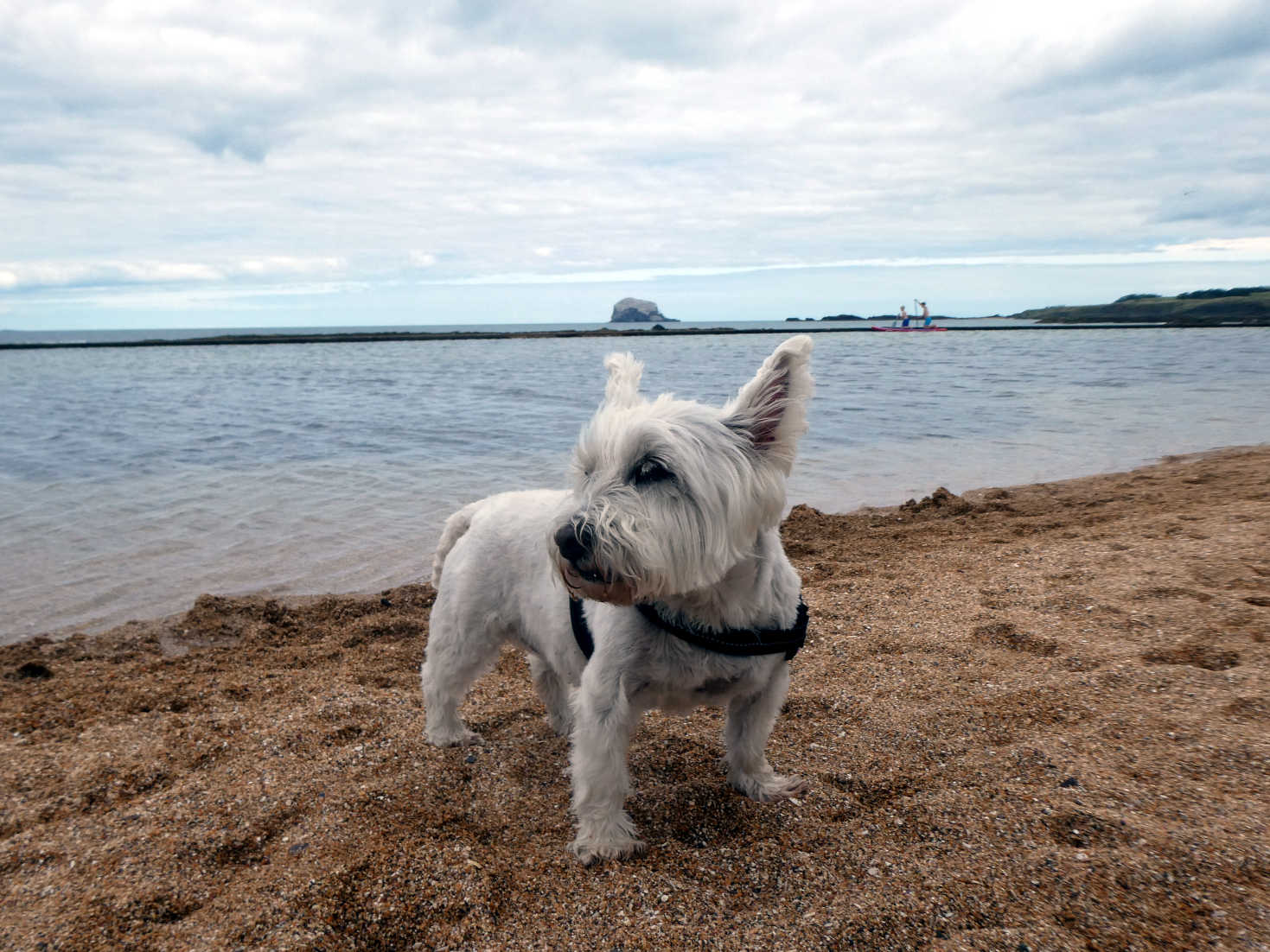 poppy the wetie at the lido north berwick