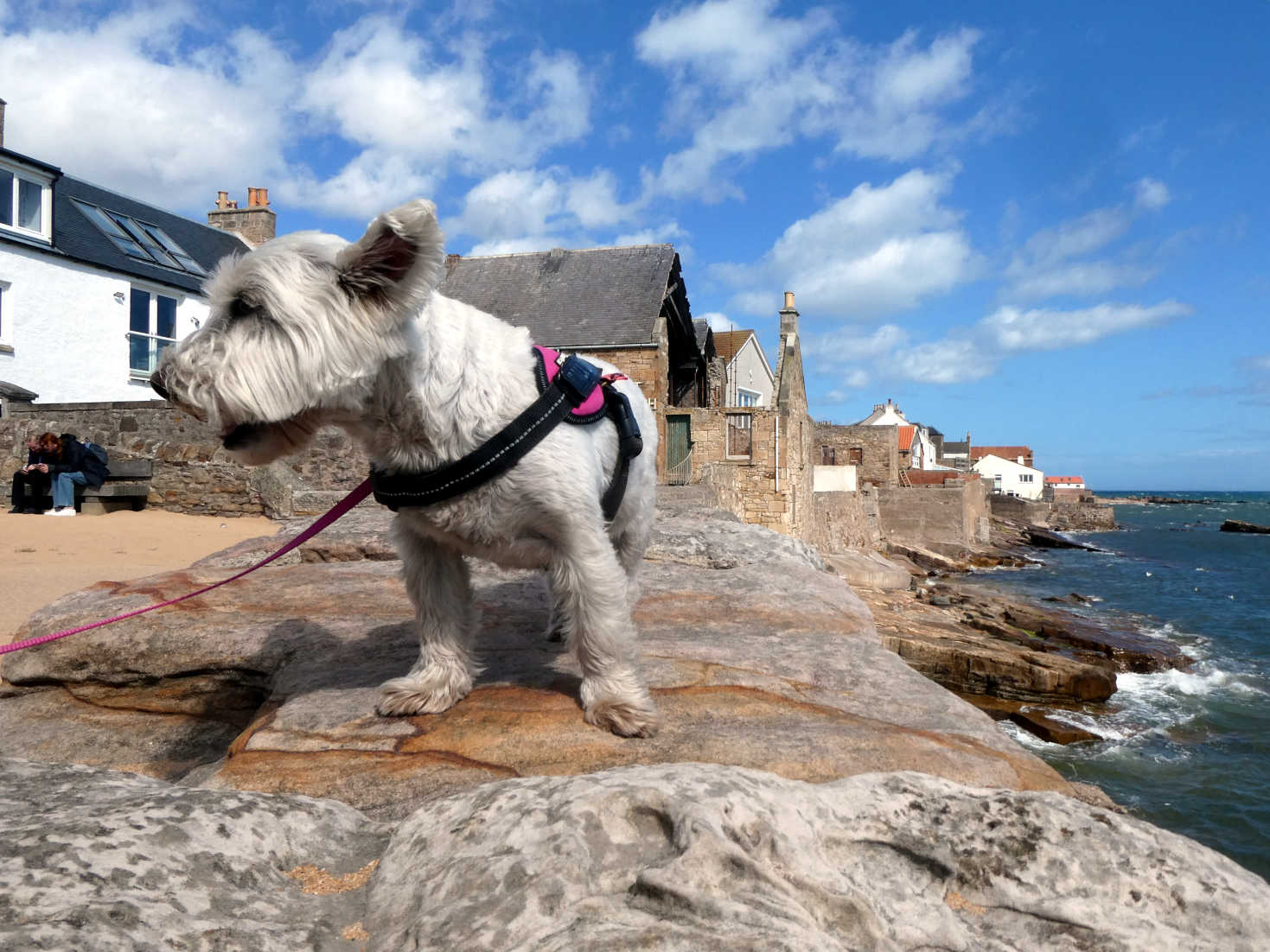 poppy the wetie on sea wall at anstruther