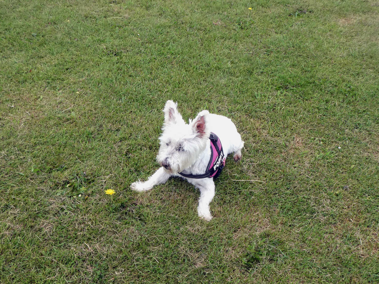 poppy the wetie on the grass at north berwick poppy the wetie on the grass at north berwick