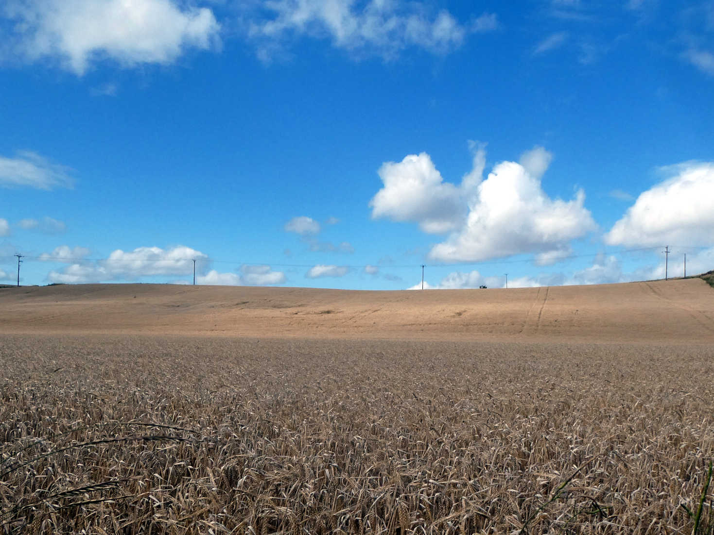 wheat fields above celardyke wheat fields above celardyke