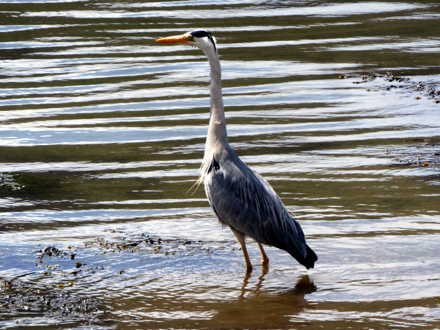 big bird at lochranza