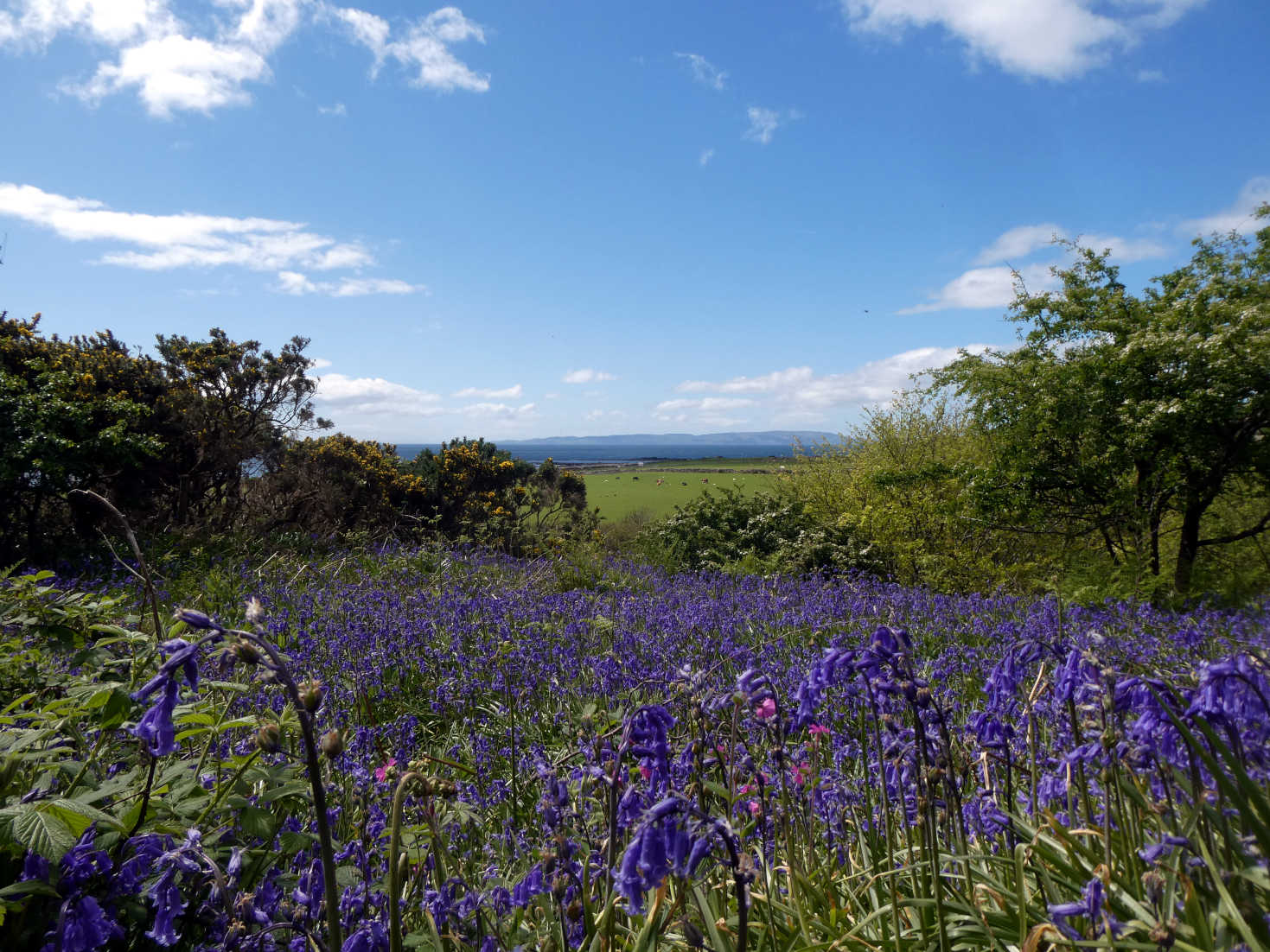 bluebells at lagg