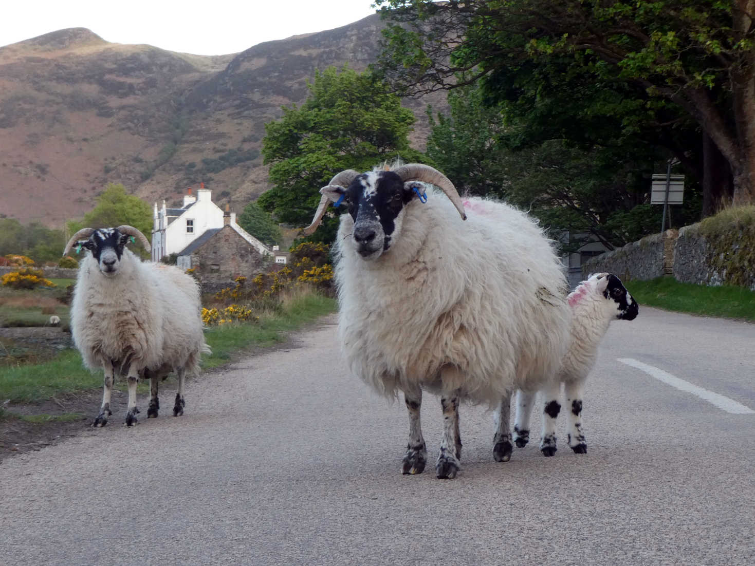 lochranza road block