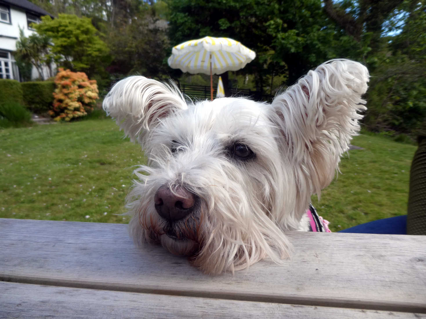 poppy the westie at the Lagg Inn