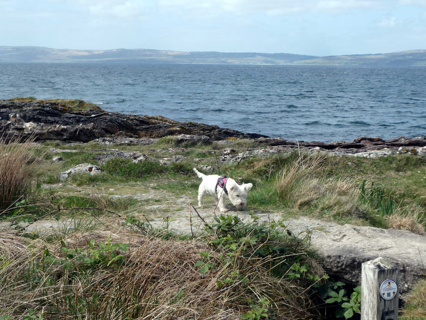 poppy the westie at the arran geo park