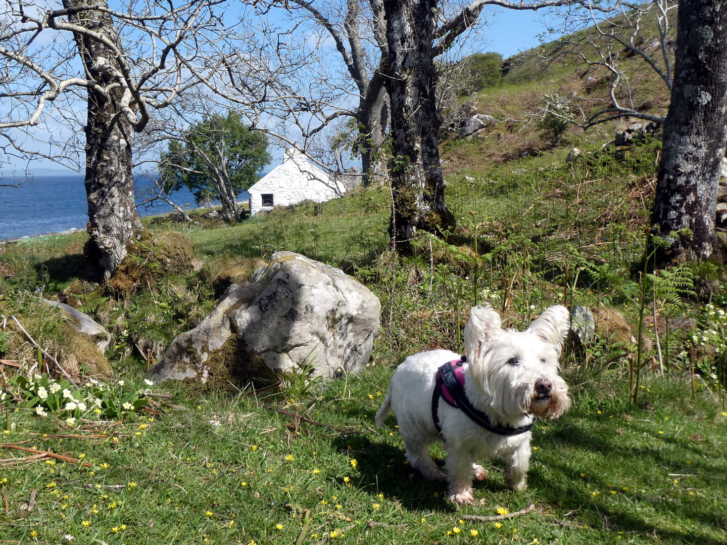 poppy the westie at the fairy glen