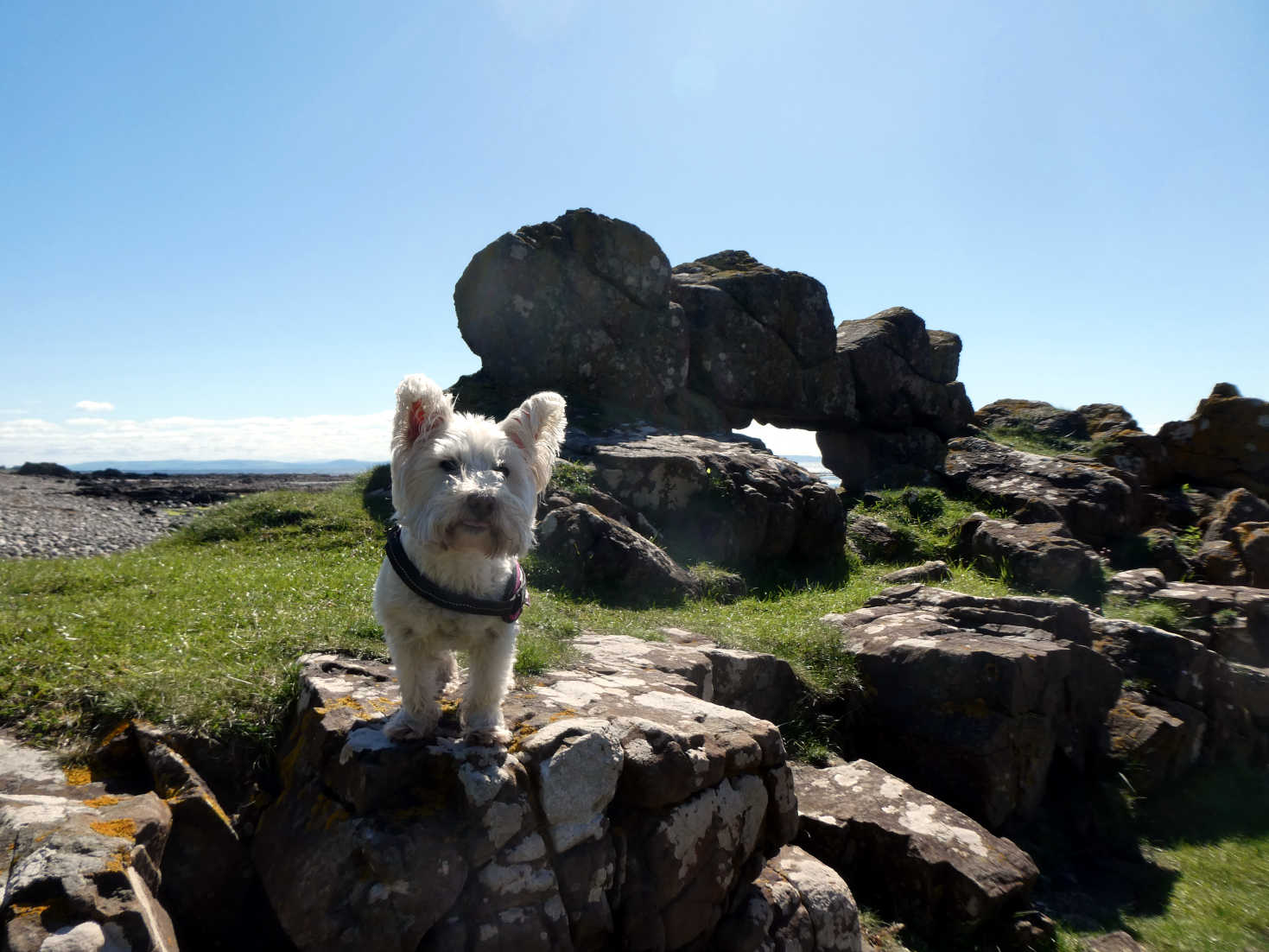 poppy the westie at the window rocks kildonan