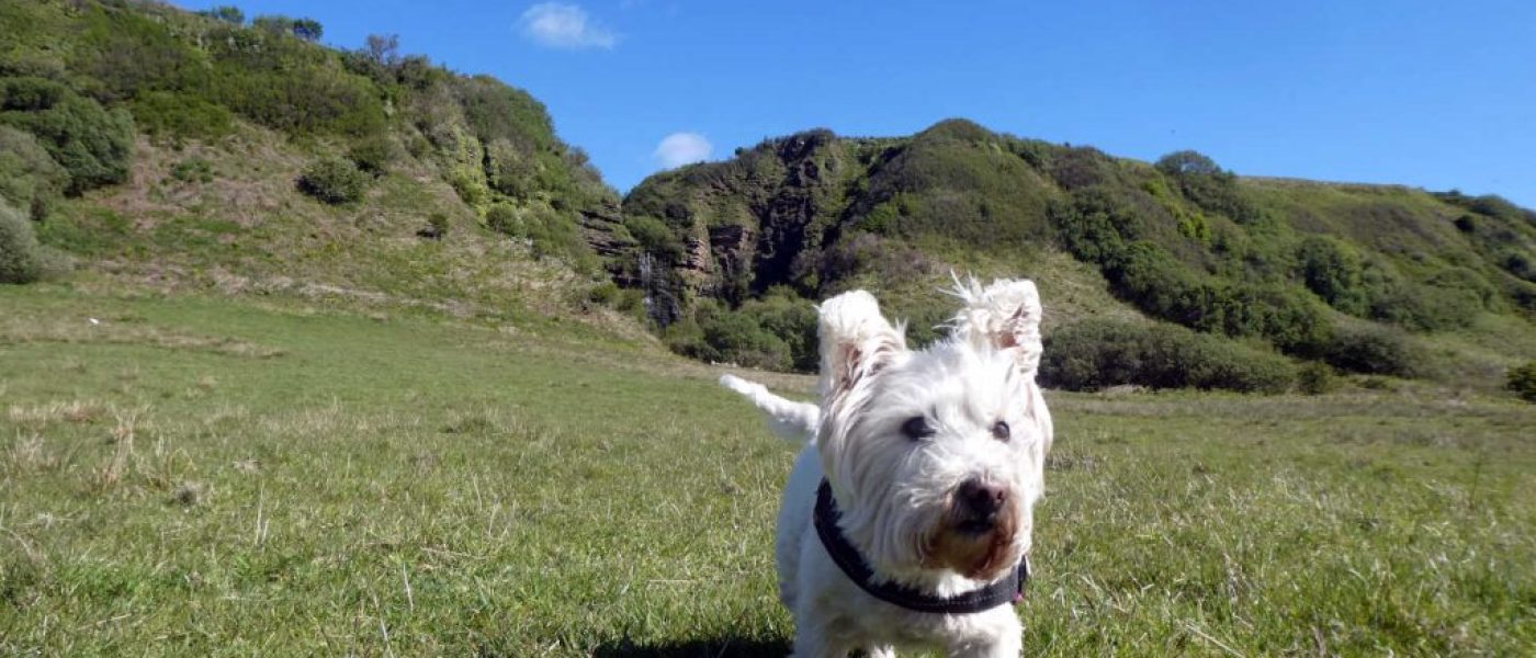 Poppy goes hunting for seal monsters