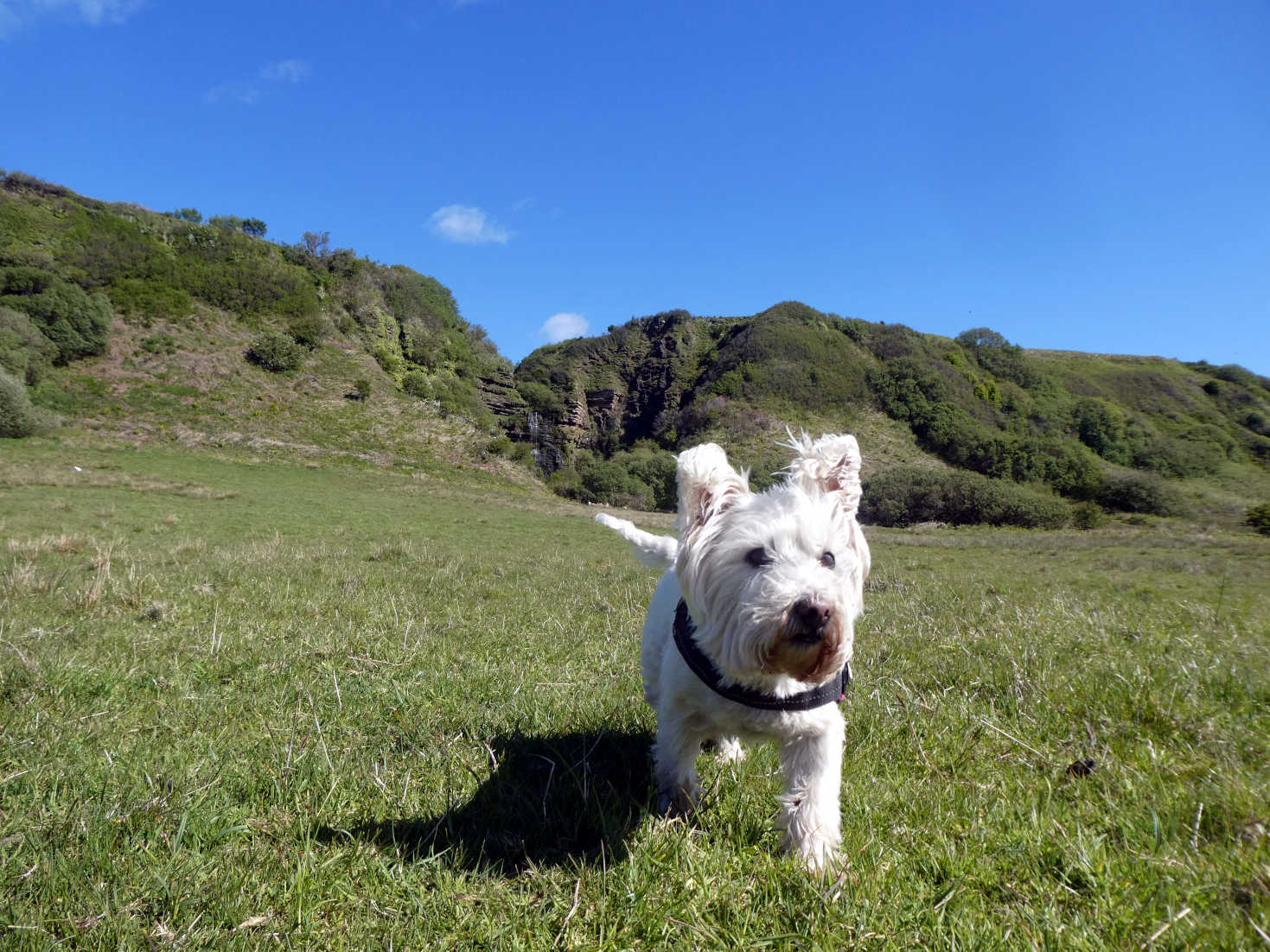 poppy the westie comming back from the waterfall