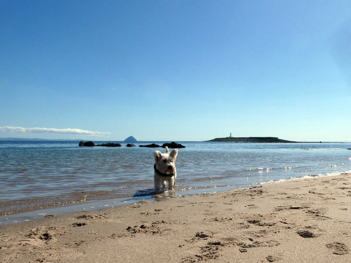 poppy the westie goes for a dip at seal shore beach
