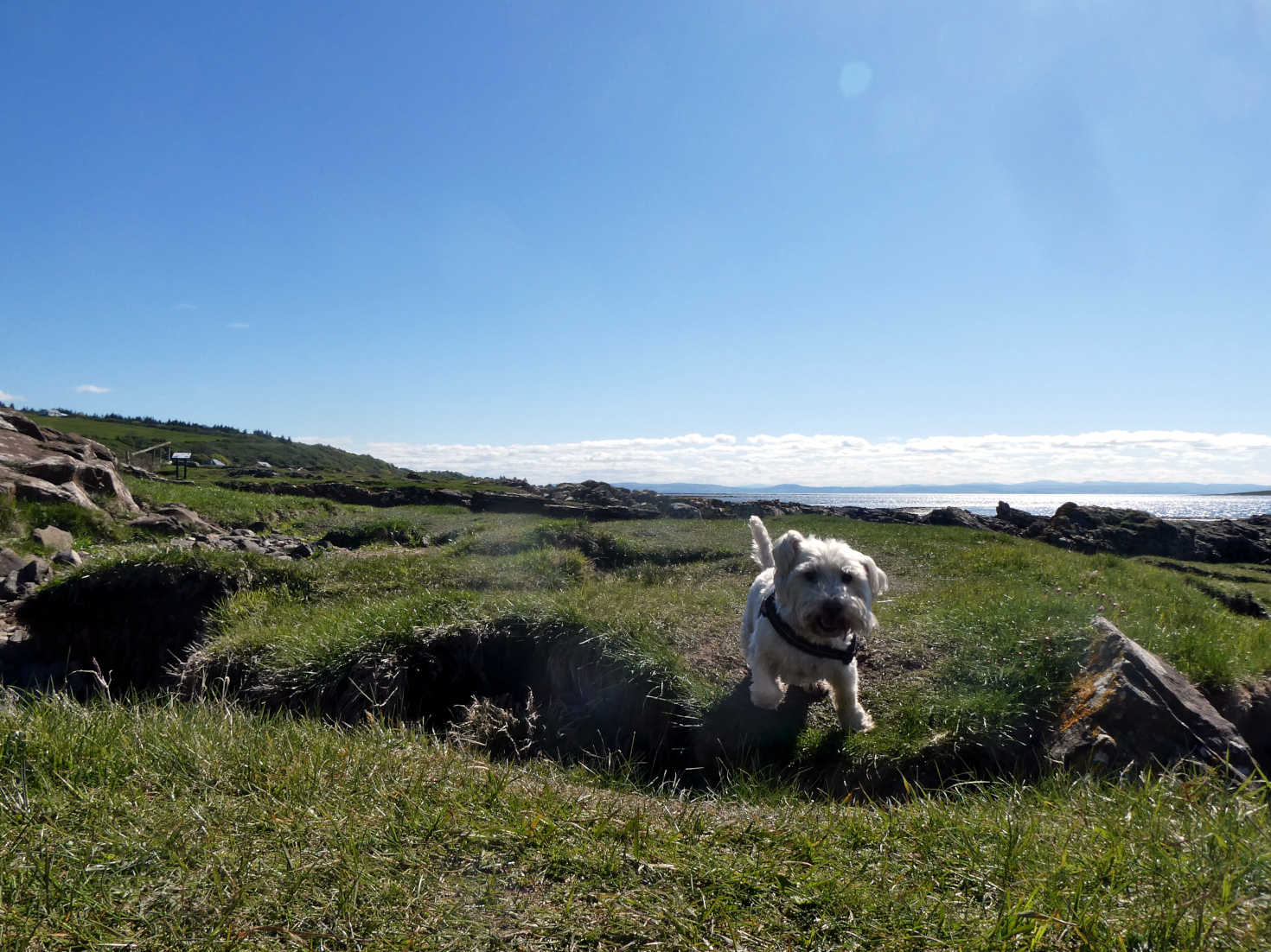 poppy the westie goes to find the seals