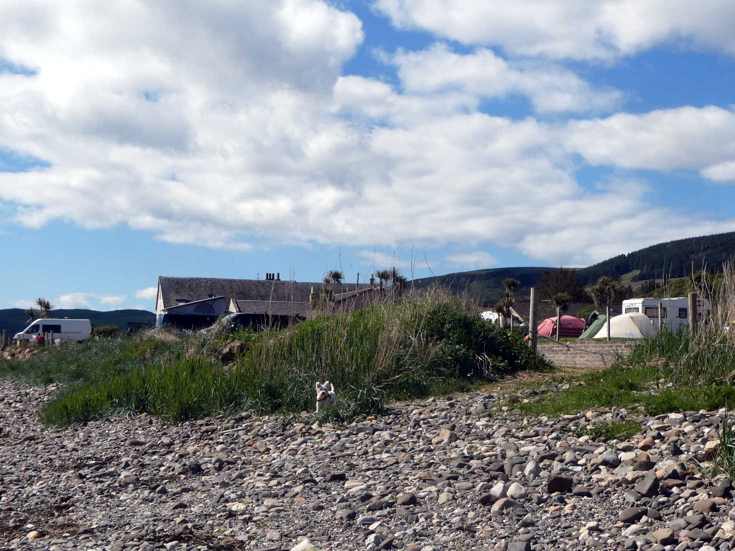 poppy the westie leaves seal shore campsite