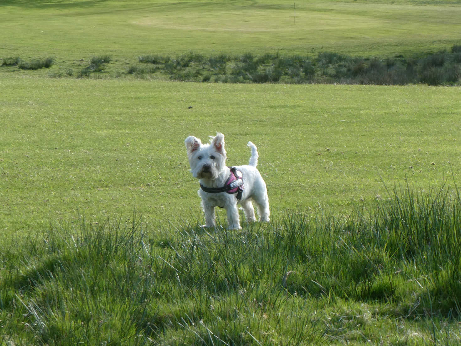 poppy the westie on the golf course