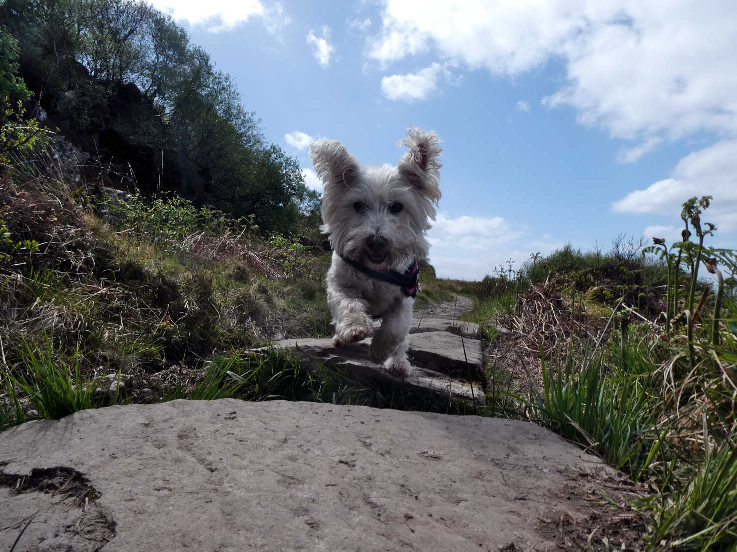 poppy the westie on the jumping stones arran