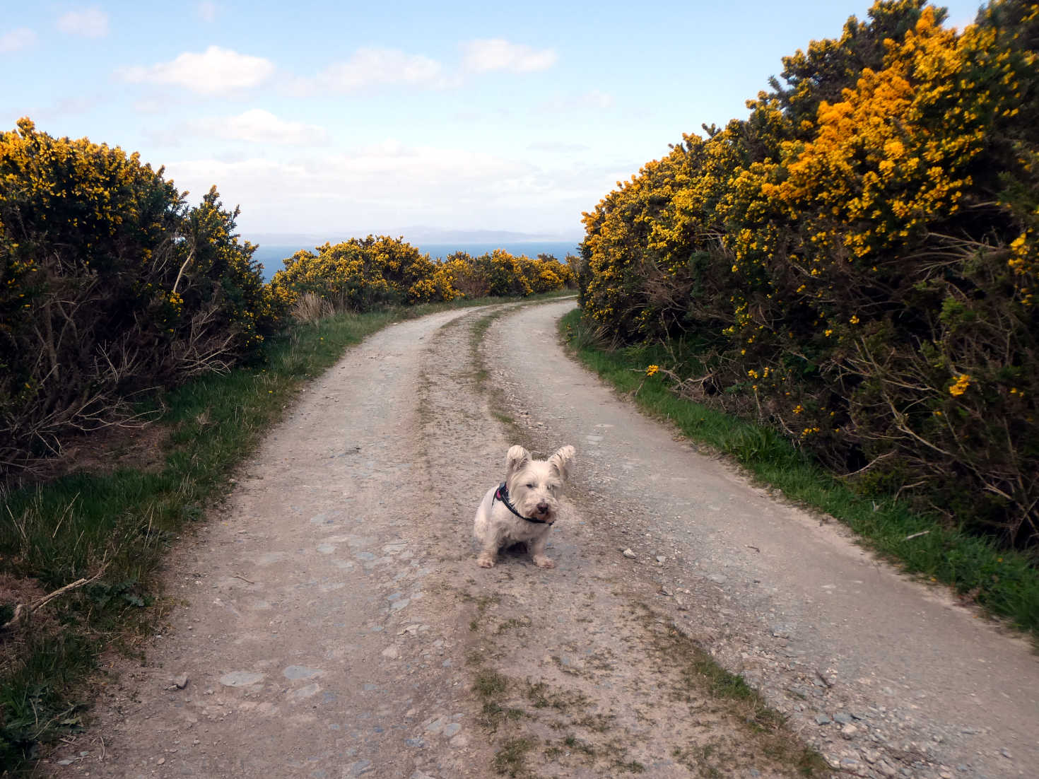 poppy the westie on the top path at lochranza