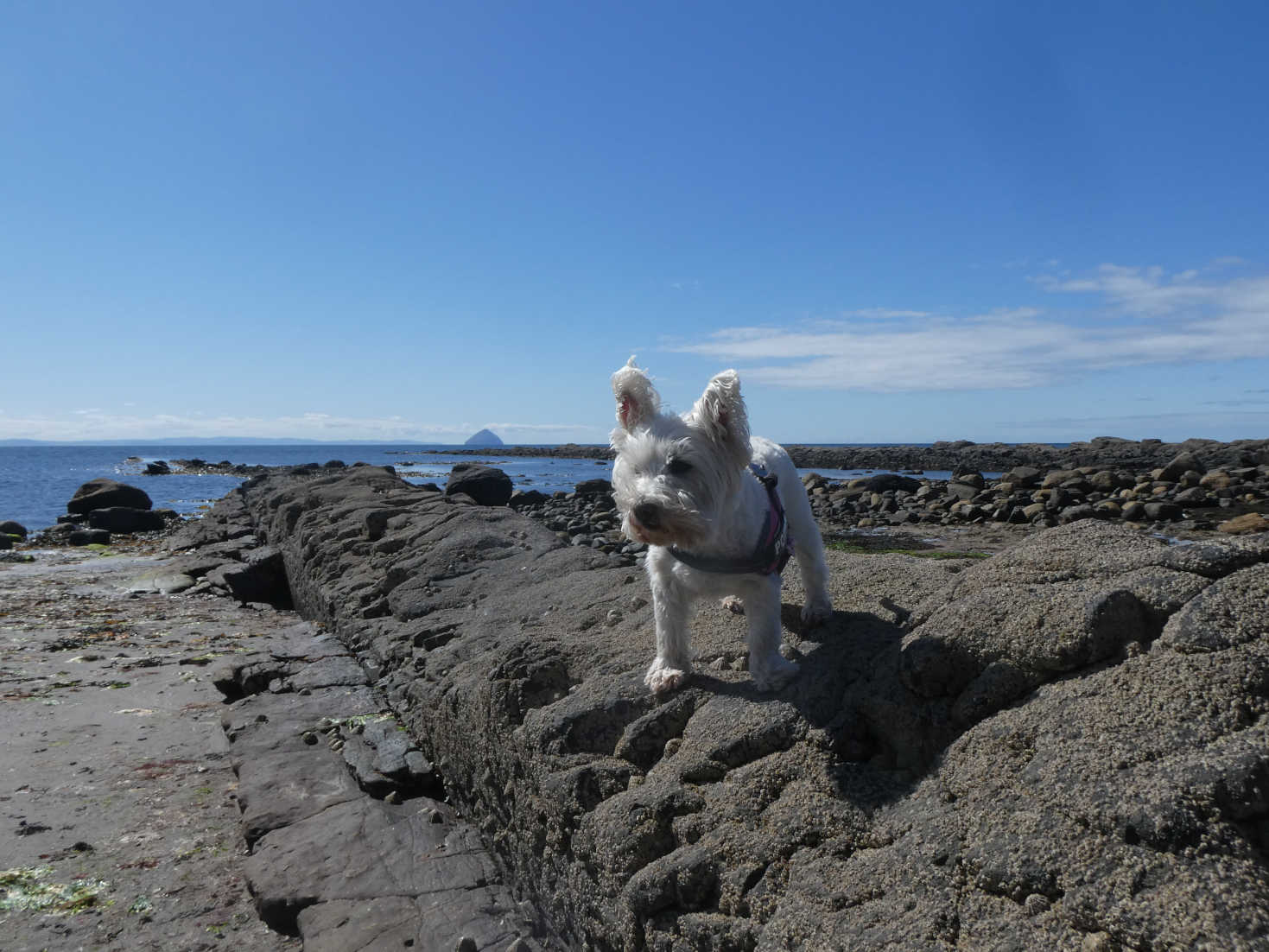 poppy the westie on the trail of an otter