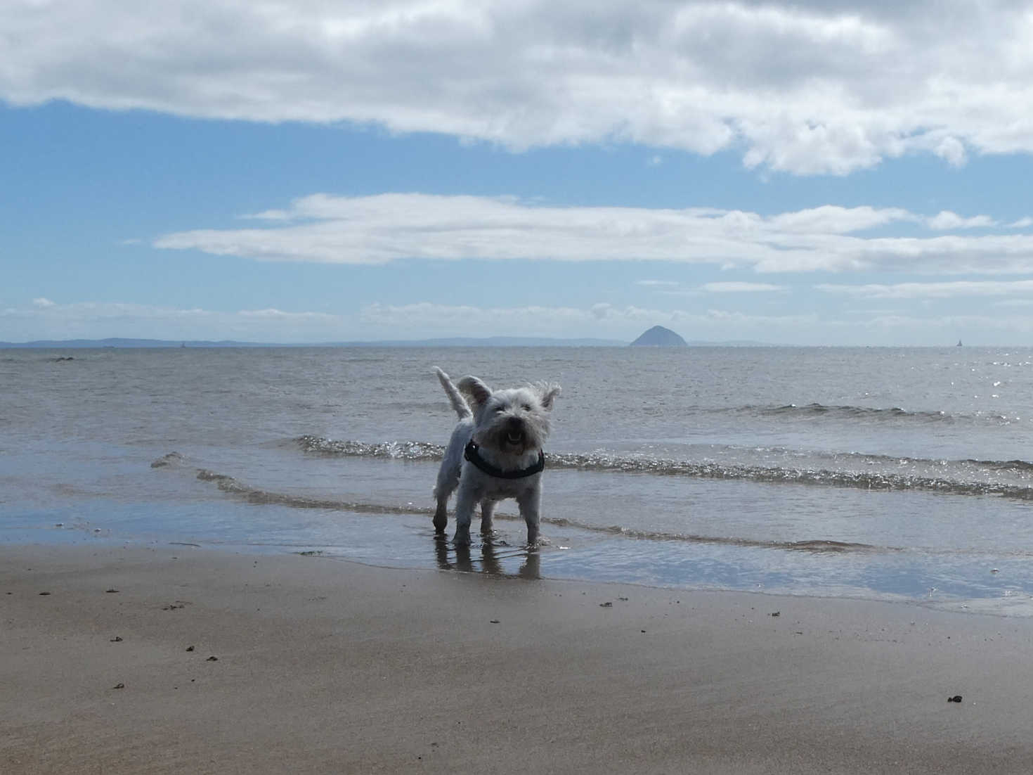 poppy the westie on torrylin beach