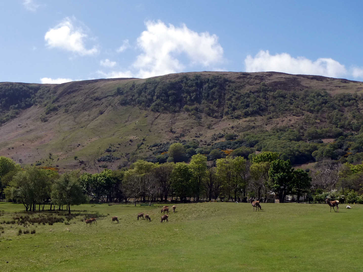 the red dear of lochranzza