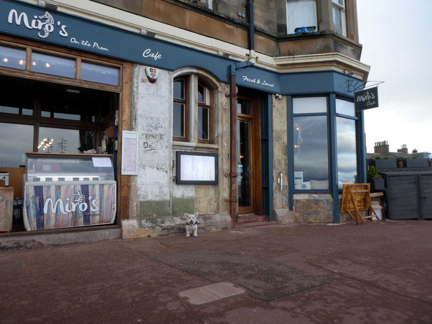 Poppy the westie outside Miros