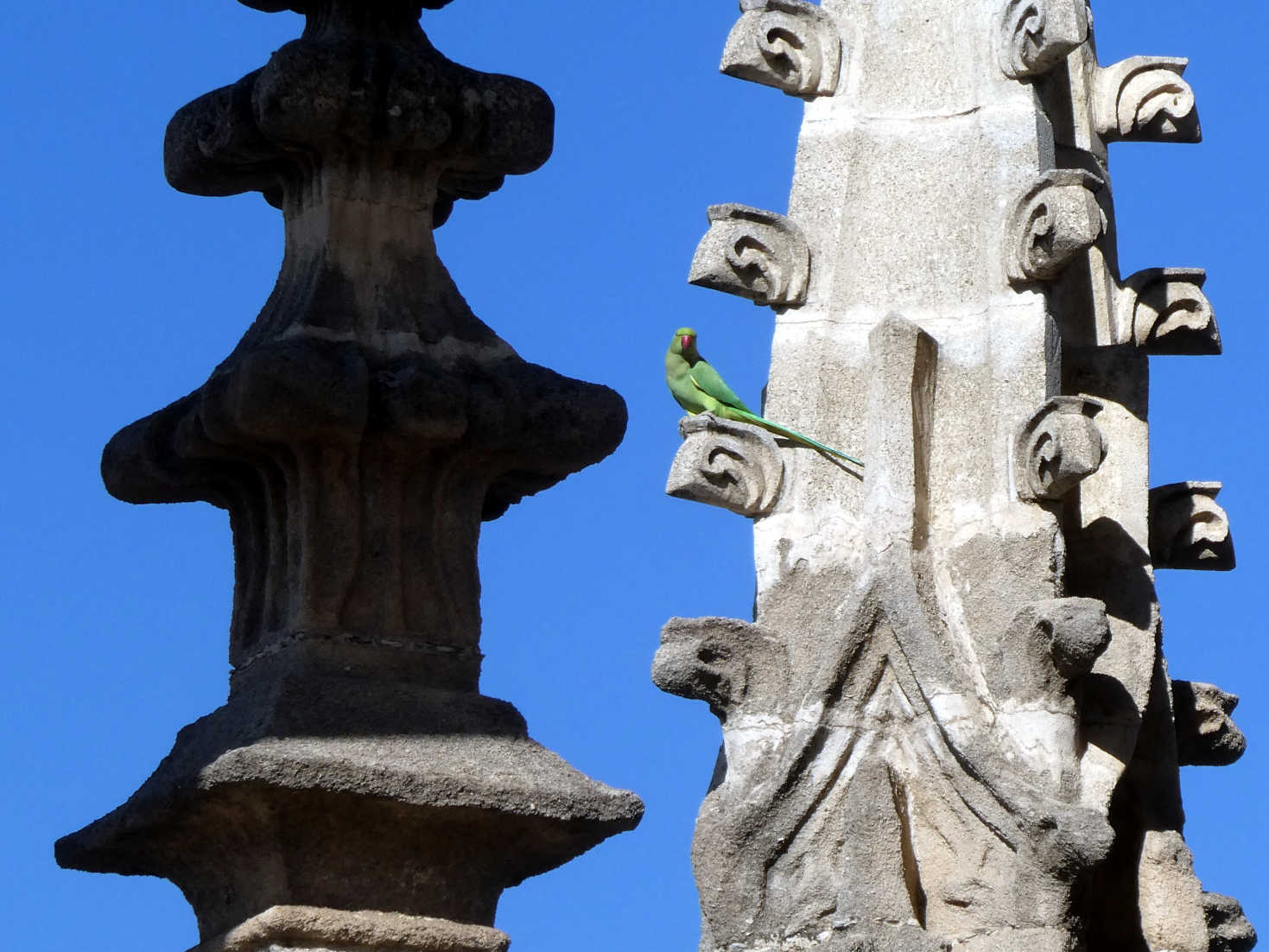 parrot on cathederal roof