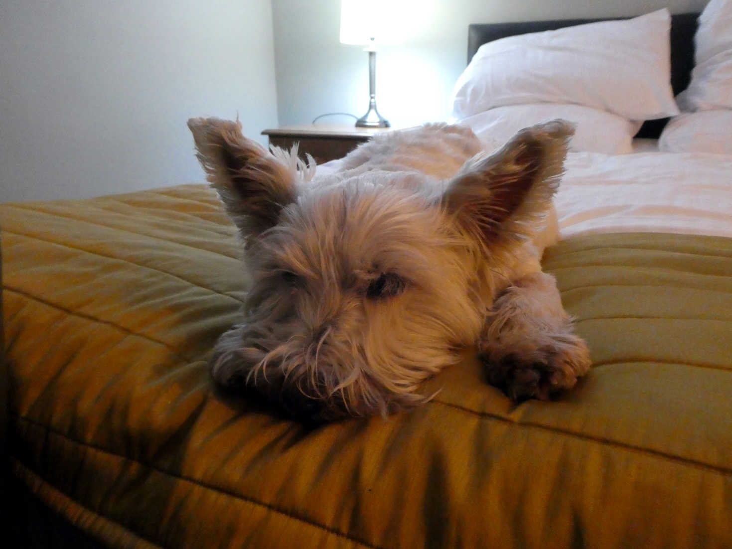 poppy the westie after an busy day