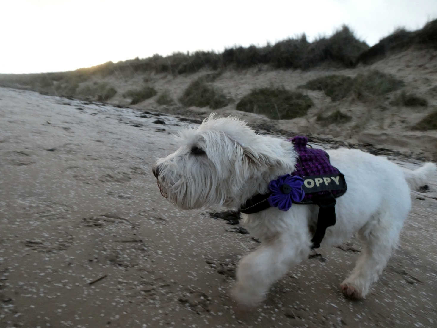 poppy the westie and hailstones druridge beach